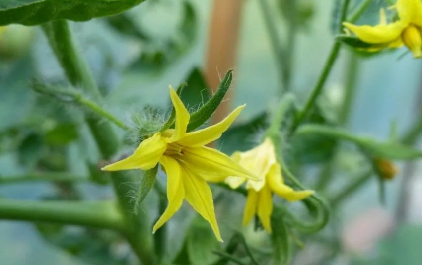 Цвітіння помідорів Цвітіння помідорів