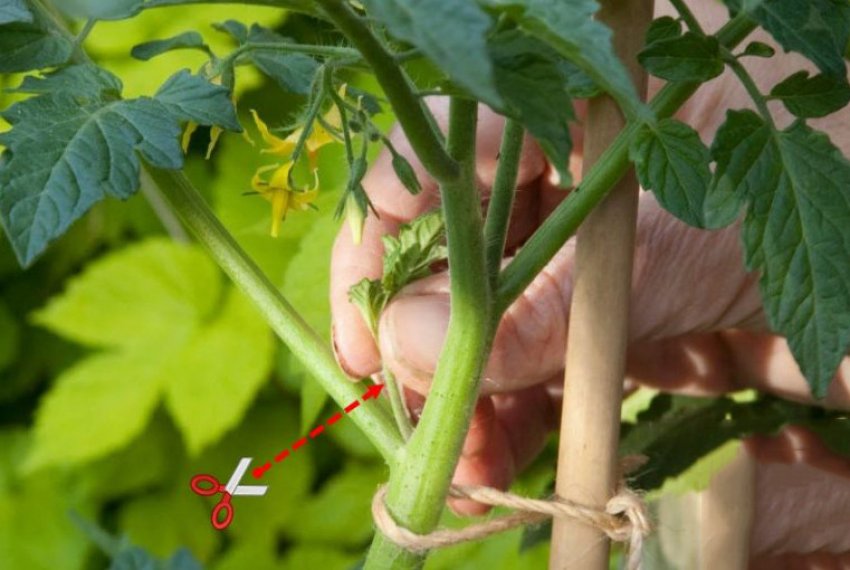 Пасинкування помідорів Пасинкування помідорів