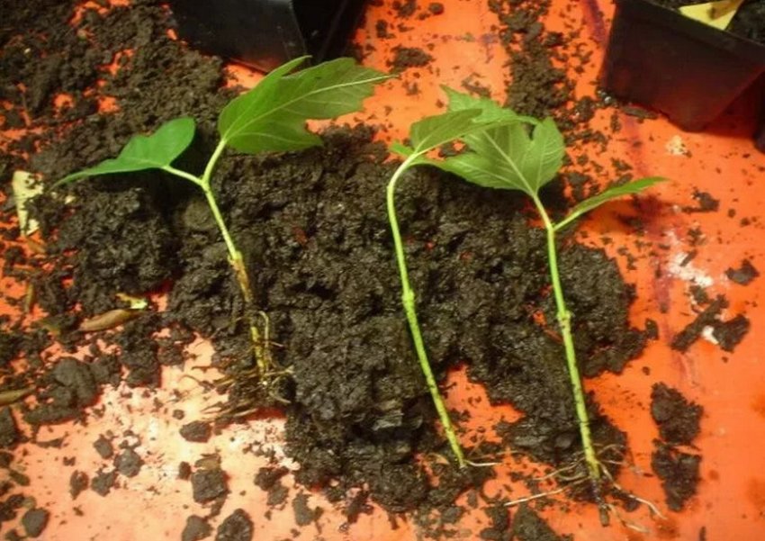 Живцювання калини Живцювання калини