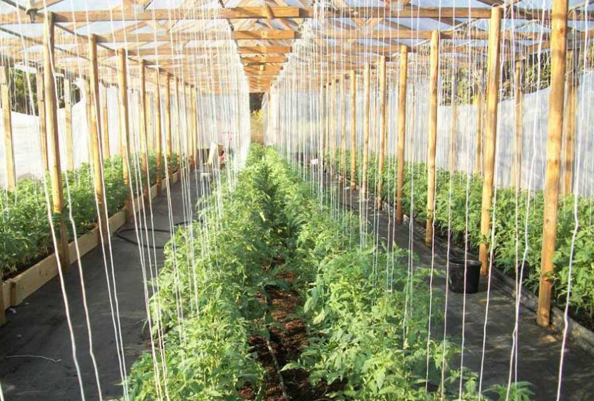 Лінійне підв'язування помідорів Лінійне підв'язування помідорів