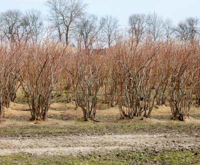 Догляд за лохиною восени