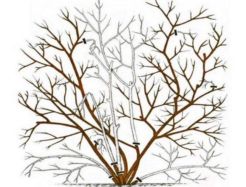 Обрізка лохини