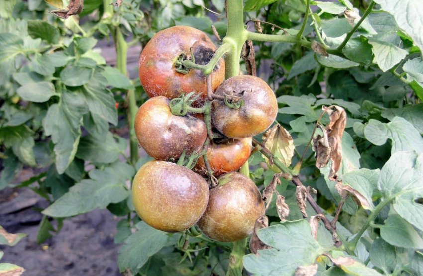 Фітофтороз Фітофтороз