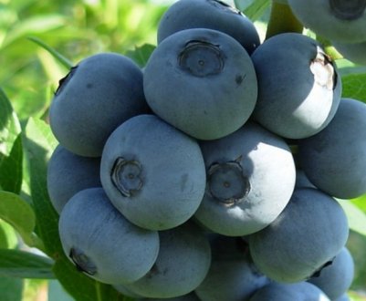 Лохина Денис Блю: опис сорту