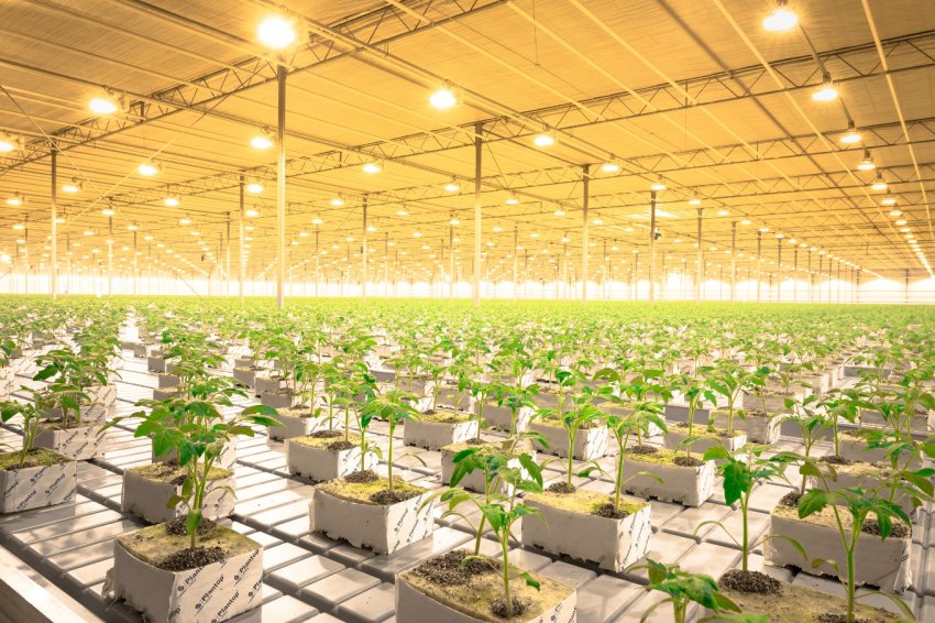 На чеченських просторах зросте унікальний агропарк На чеченських просторах зросте унікальний агропарк