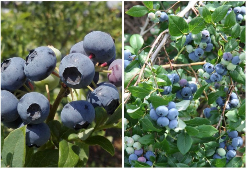 Лохина Денис Блю