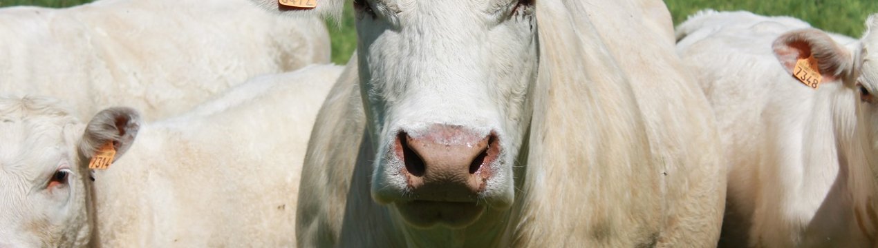 Удмуртські корівки проявляють чудеса «врожайності»