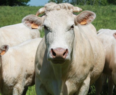 Удмуртські корівки проявляють чудеса «врожайності»