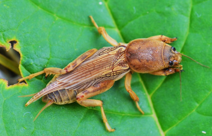 Капустянка Капустянка