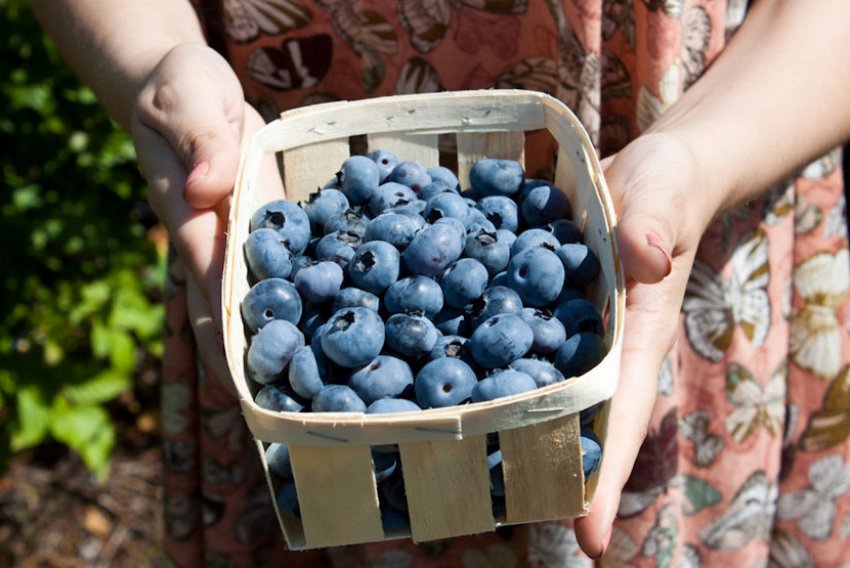 Плоди чорниці