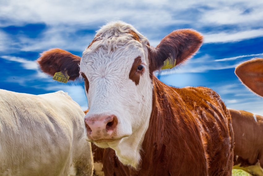 Тюменські аграрії планують подвоїти експорт Тюменські аграрії планують подвоїти експорт