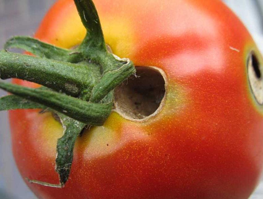 Наслідки совки Наслідки совки