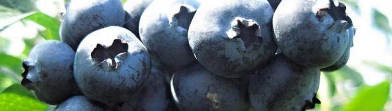 Лохина Патріот: вирощування, корисні властивості та протипоказання