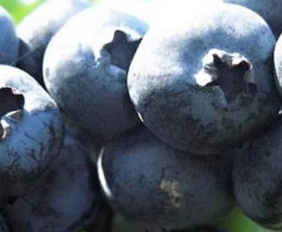 Лохина Патріот: вирощування, корисні властивості та протипоказання