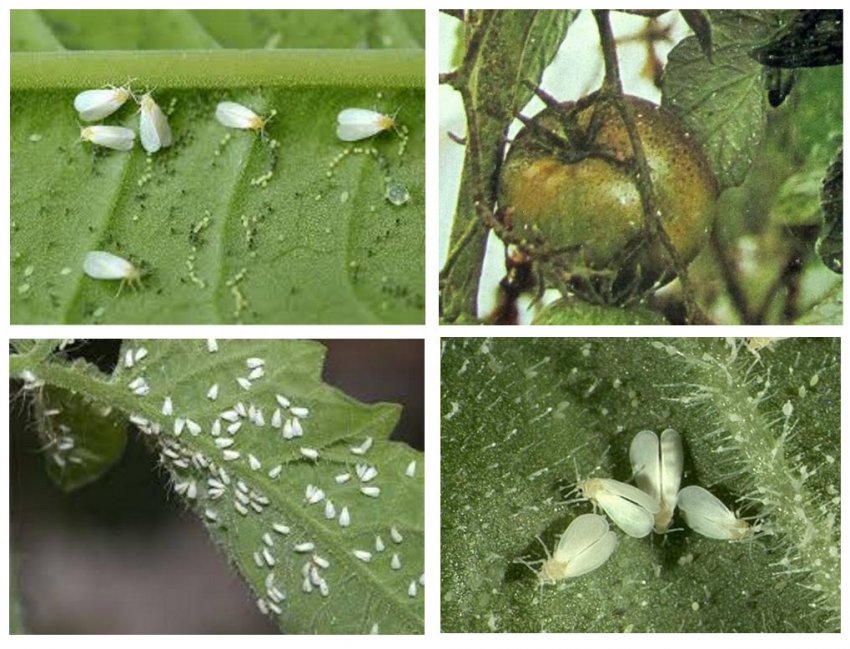 Білокрилка на помідорах Білокрилка на помідорах