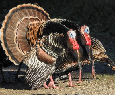 Казахстан будує масштабну птахофабрику «для своїх»