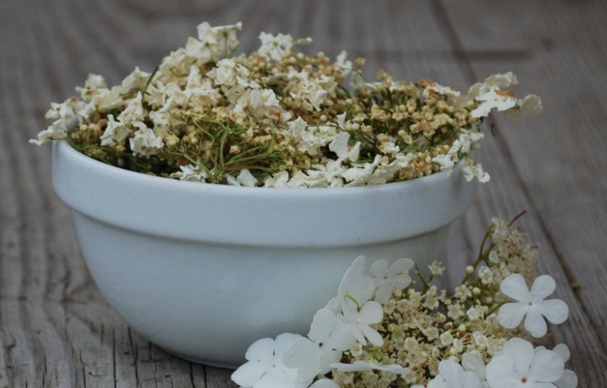 Сушені квітки калини