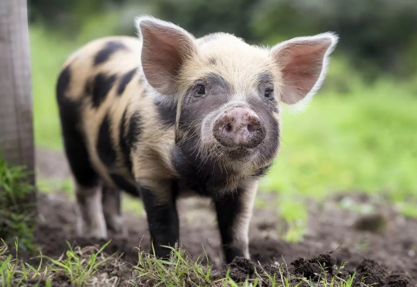 Африканська чума досягла британських берегів Африканська чума досягла британських берегів