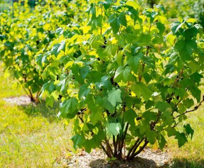 Що робити, якщо смородина росте погано