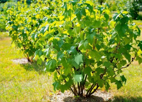 Що робити, якщо смородина росте погано