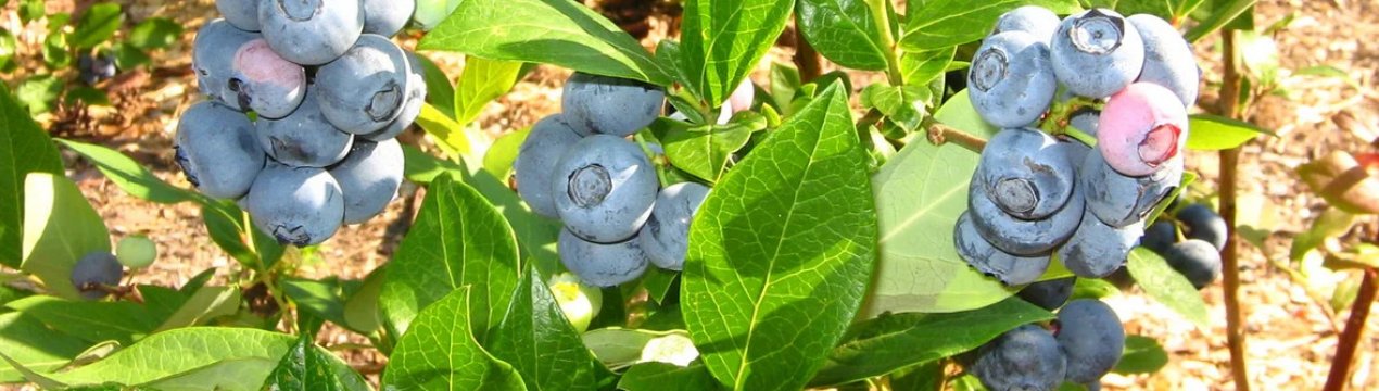 Голубика Эллиот: правила выращивания, польза и вред