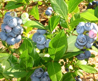 Лохина Елліот: правила вирощування, користь і шкода