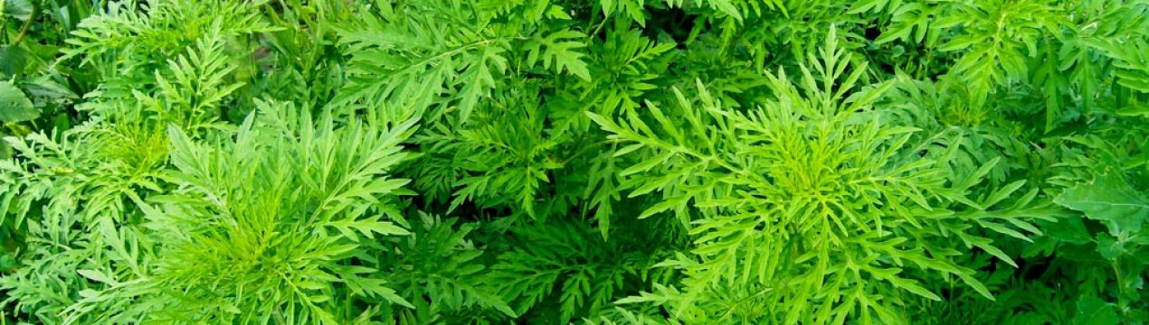 В 11 районах Закарпатської області ввели карантин через амброзії
