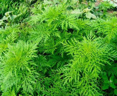 В 11 районах Закарпатської області ввели карантин через амброзії