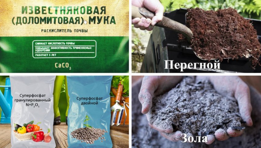 Плохо растет красная смородина что делать. Смотреть фото Плохо растет красная смородина что делать. Смотреть картинку Плохо растет красная смородина что делать. Картинка про Плохо растет красная смородина что делать. Фото Плохо растет красная смородина что делать