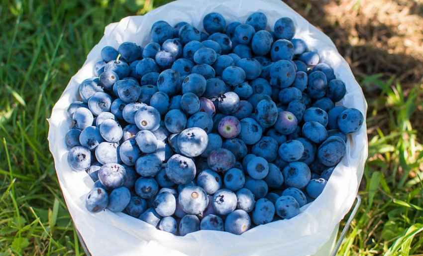 Урожай лохини