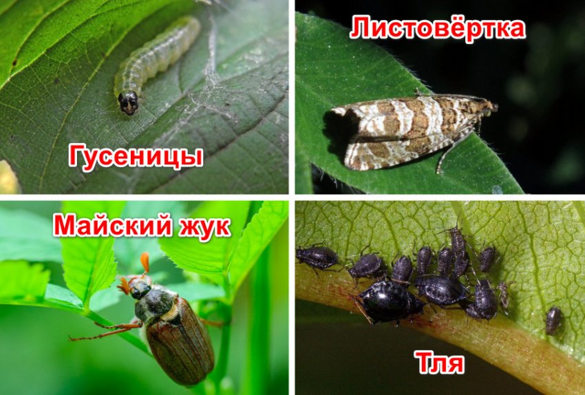 Голубика плохо растет что делать. 107562.puvync.850. Голубика плохо растет что делать фото. Голубика плохо растет что делать-107562.puvync.850. картинка Голубика плохо растет что делать. картинка 107562.puvync.850. Добавить в избранное