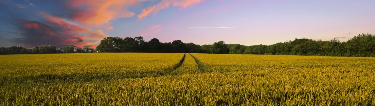 Світовий ринок інтелектуального фермерства зросте до 40 мільярдів доларів до 2026 року