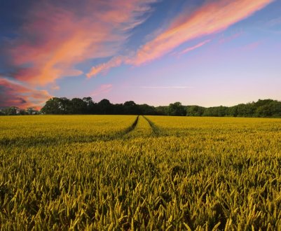 Світовий ринок інтелектуального фермерства зросте до 40 мільярдів доларів до 2026 року