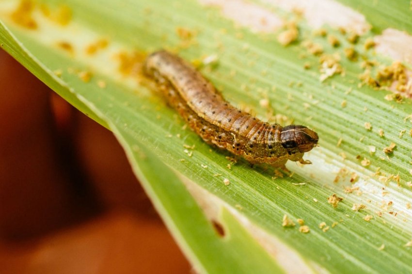 Аграрії Індонезії готуються до битви з армійським хробаком Аграрії Індонезії готуються до битви з армійським хробаком