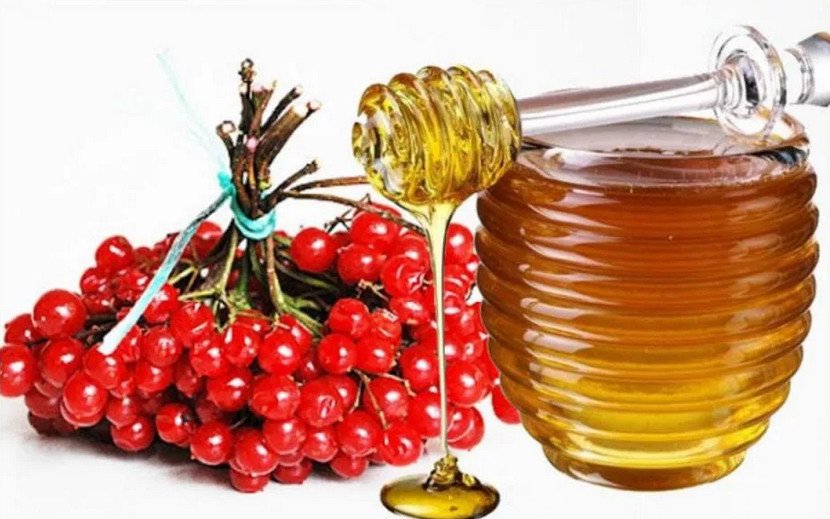 Как выглядит косточка калины