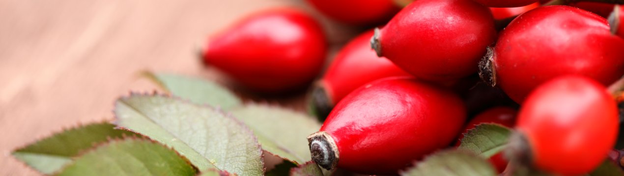 Вплив шипшини на кров