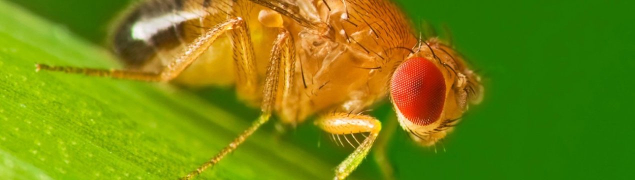 Австралія позбавить потомства небезпечного сільськогосподарського шкідника