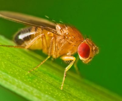 Австралія позбавить потомства небезпечного сільськогосподарського шкідника