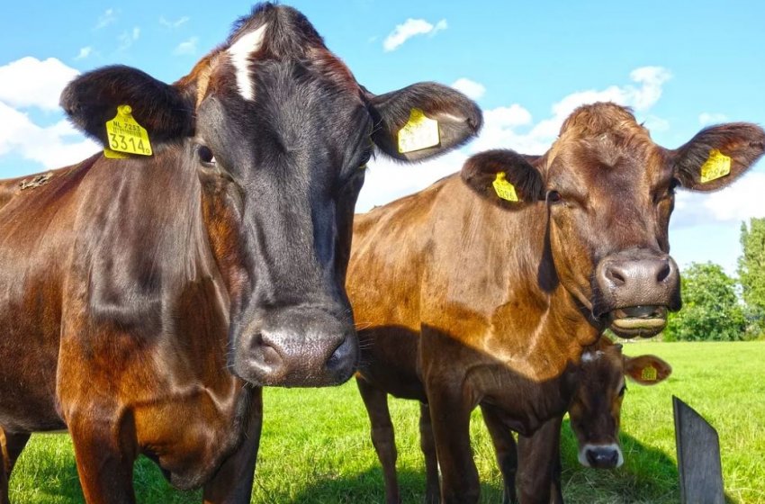 Алтай вийшов на фінішну пряму в заготівлі кормів Алтай вийшов на фінішну пряму в заготівлі кормів