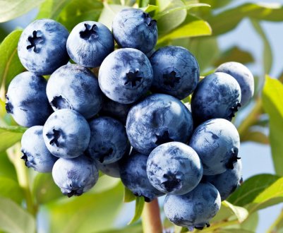 Лохина: урожай, посадка і догляд