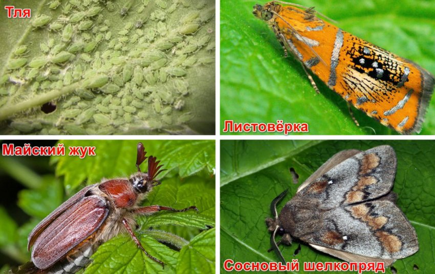 Шкідники лохини