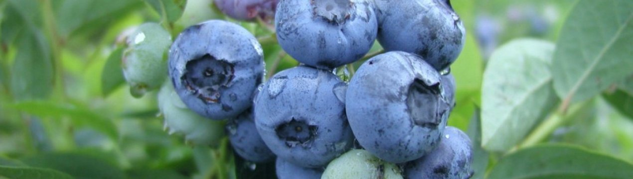 Лохина Блюэтта: характеристика сорту і тонкощі вирощування