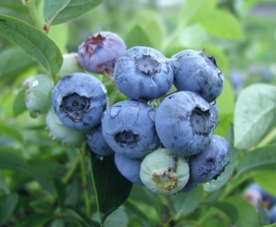 Лохина Блюэтта: характеристика сорту і тонкощі вирощування