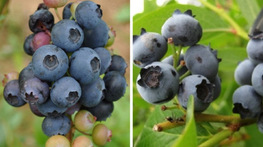 Лохина Блюэтта