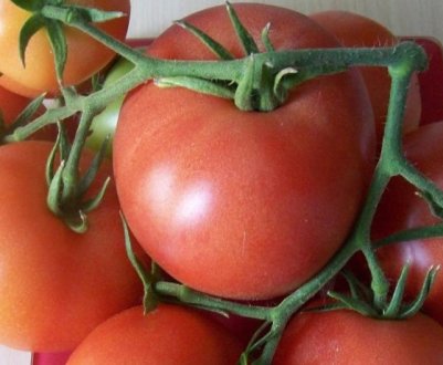 Помідори «Малинова імперія»: опис, агротехніка вирощування