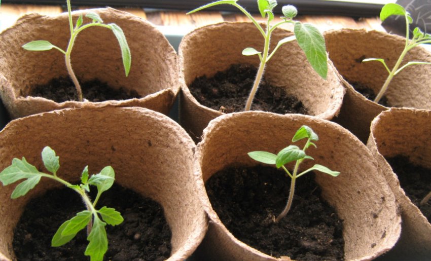 Ємність для вирощування