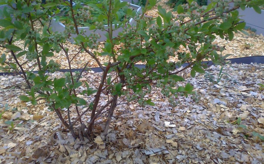 Мульчування лохини