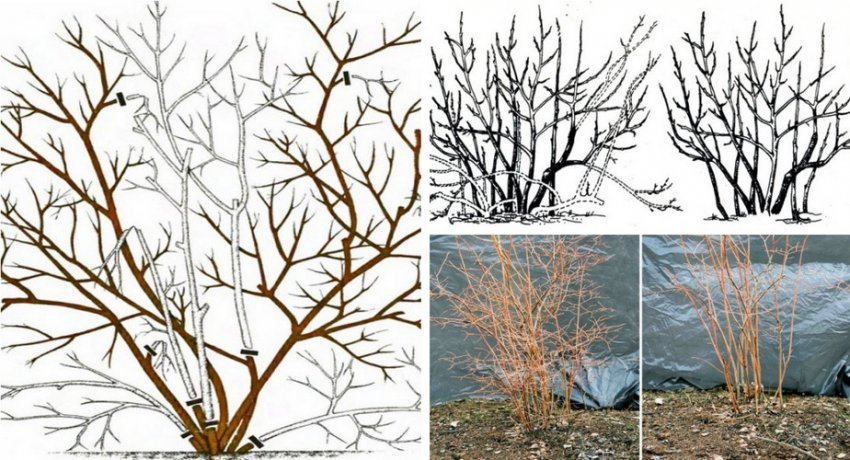 Схема обрізки лохини