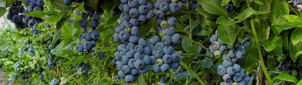 Опис канадської лохини сорту Нектарна