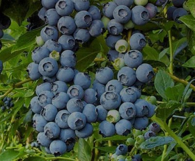 Опис канадської лохини сорту Нектарна